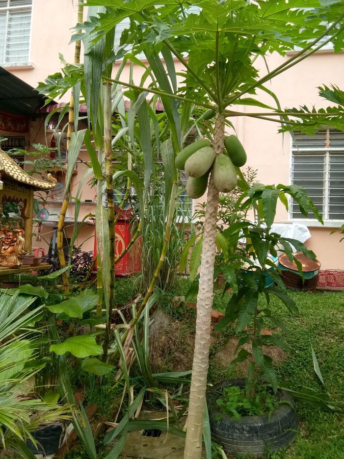 Genting Bukit Tinggi Homestay Kültér fotó